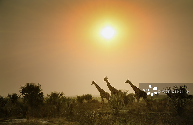 乌干达国家公园日落时分的三只野生努比亚长颈鹿图片素材