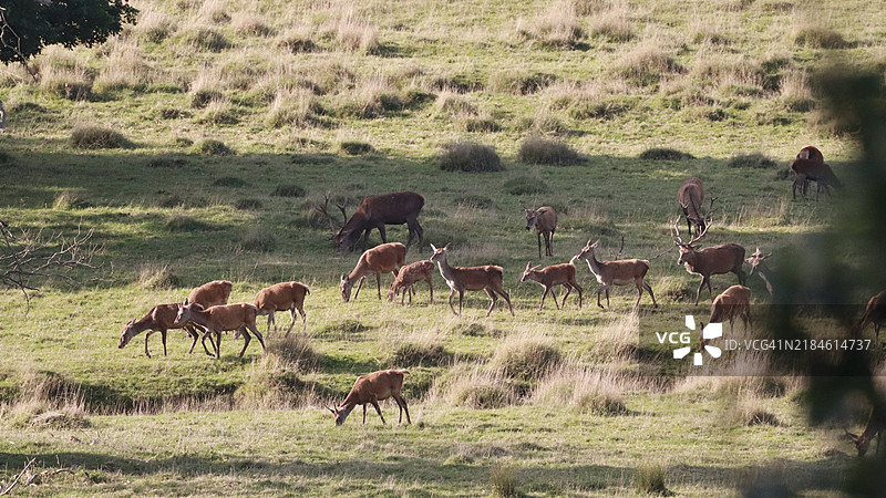一群羊图片素材