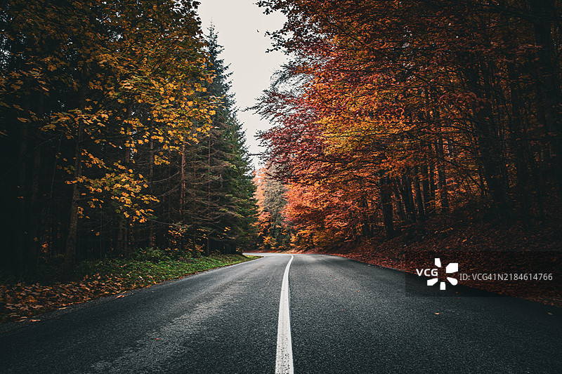 秋季森林中树木间的空旷道路图片素材