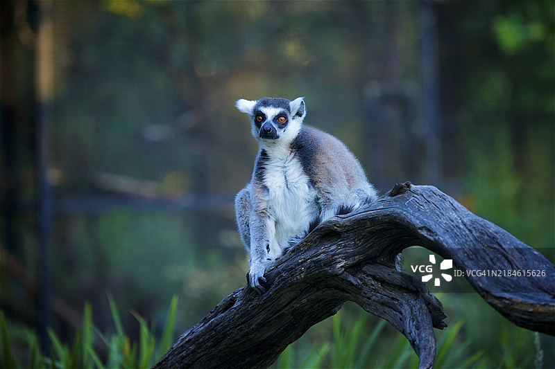 树上的戒指特写，圣罗莎，加利福尼亚州，美国图片素材