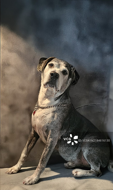 坐在墙边的比特犬肖像，佛罗里达州苏万尼县，美国图片素材