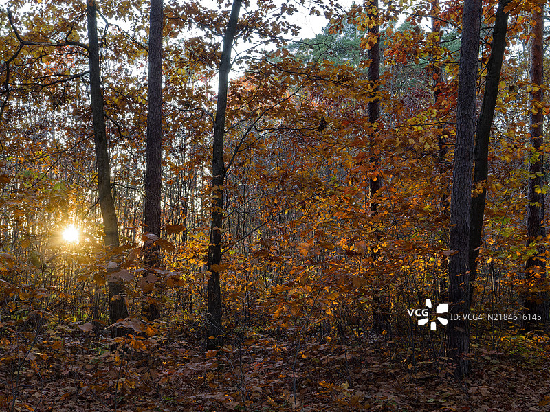 秋天森林中的树木图片素材