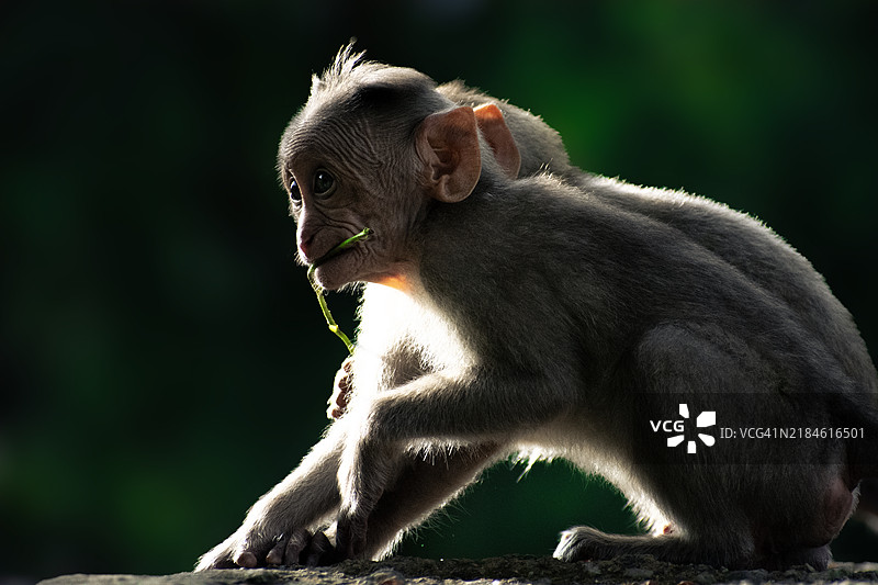 猕猴特写镜头图片素材