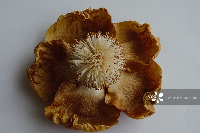 枯萎花朵的特写，背景为白色图片素材