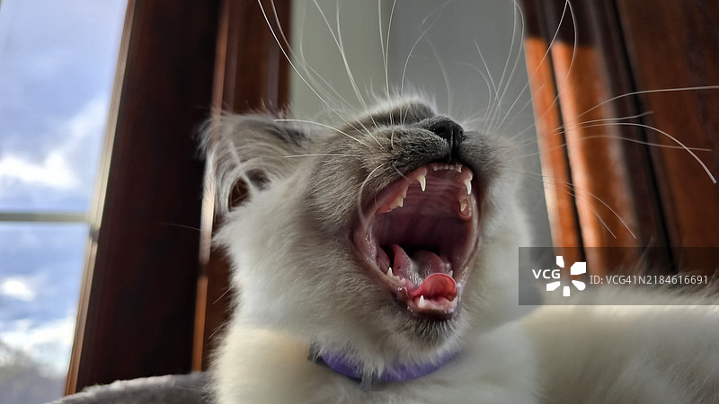 打哈欠的猫特写，宾夕法尼亚州蒙图尔斯维尔，美国图片素材