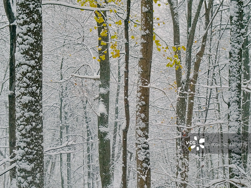 冬季森林中的树木图片素材