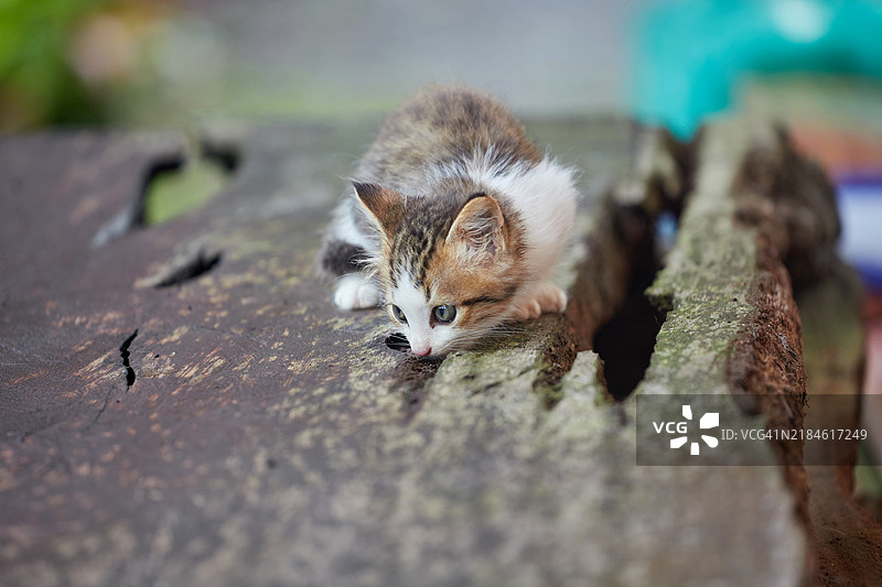 木头上的猫特写图片素材