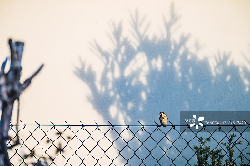 鸟栖息在链条围栏上，背景是天空的特写镜头图片素材