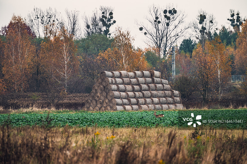 秋季森林中的湖泊美景图片素材