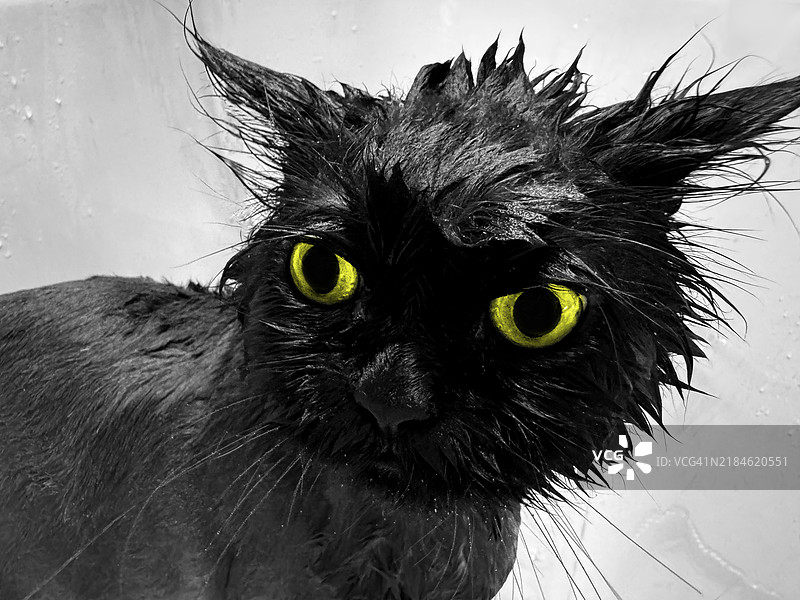 愤怒的湿黑猫图片素材