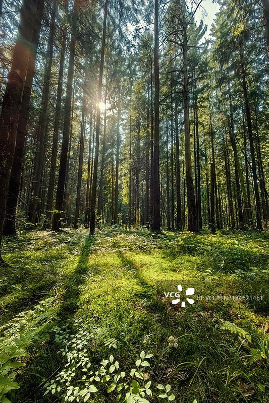 阳光照耀下的森林，高大的松树在生机勃勃的绿色苔藓覆盖的森林地面上投下长长的阴影。图片素材