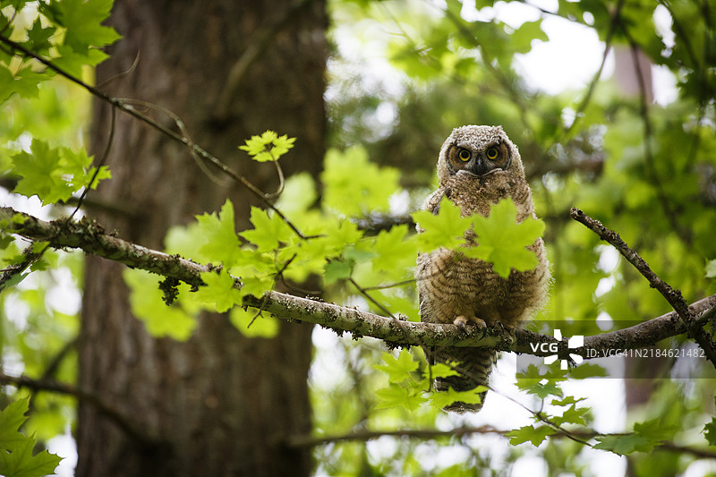 年轻的大角猫头鹰图片素材