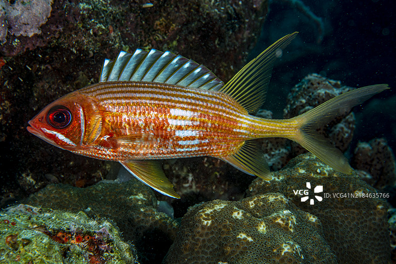 长棘雀鳝。图片素材