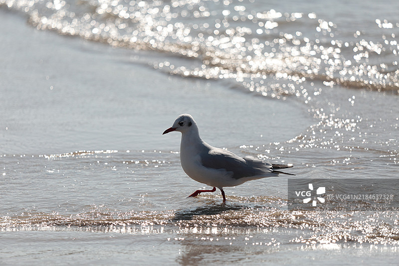 波尔泽斯海滩上的黑头鸥图片素材