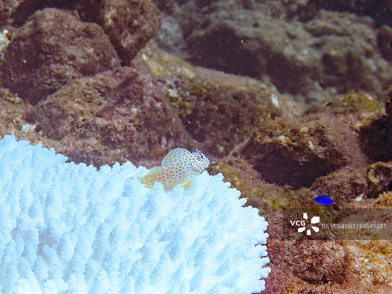 珊瑚白化现象正在发生，原因是海水温度持续偏高。美丽的桌状珊瑚和可爱的幼年豹鳚鱼（Exallias brevis）等其他生物。图片素材