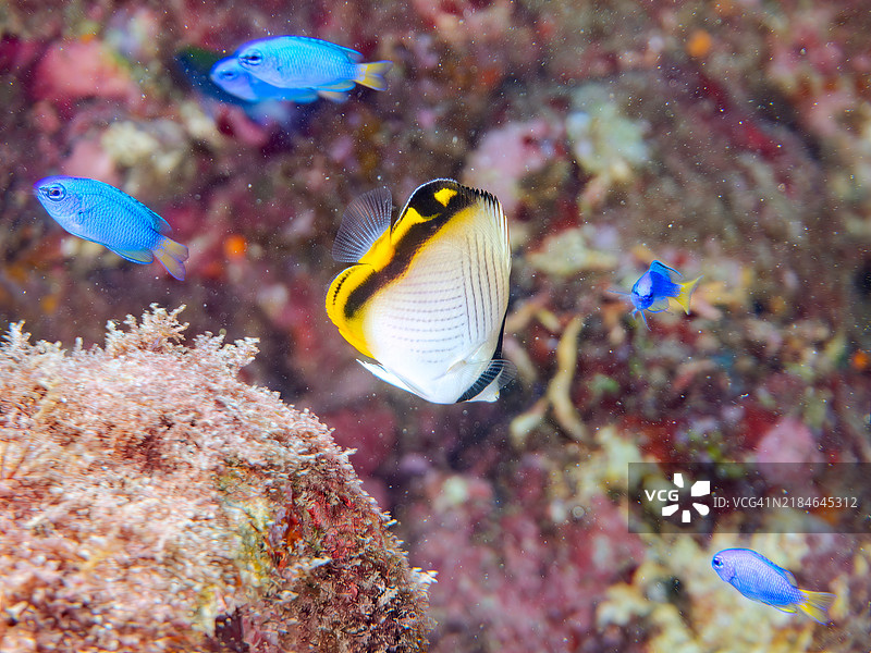 一只可爱的幼年流浪蝴蝶鱼（Chaetodon Vagabundus）、棕色刺尾鱼（Acanthurus nigrofuscus）、天使小丑鱼（Pomacentrus coelestis）等。地点：静冈县南伊豆町的平藏滨海滩 - 2024年。图片素材