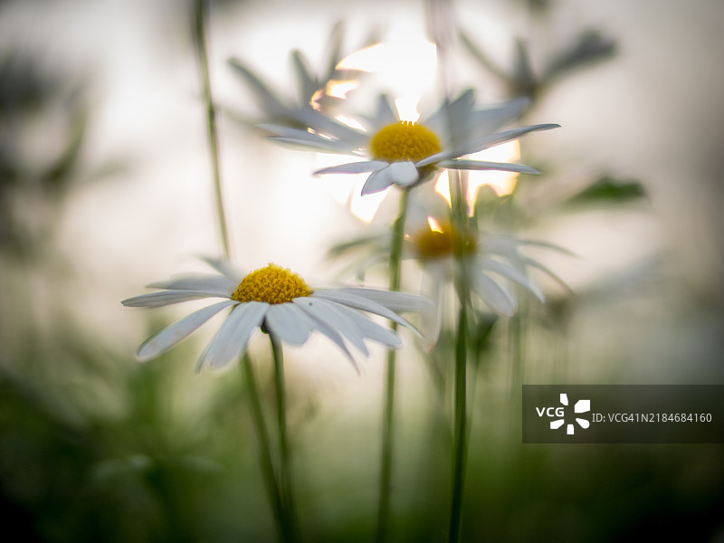 黄昏时分的花朵图片素材