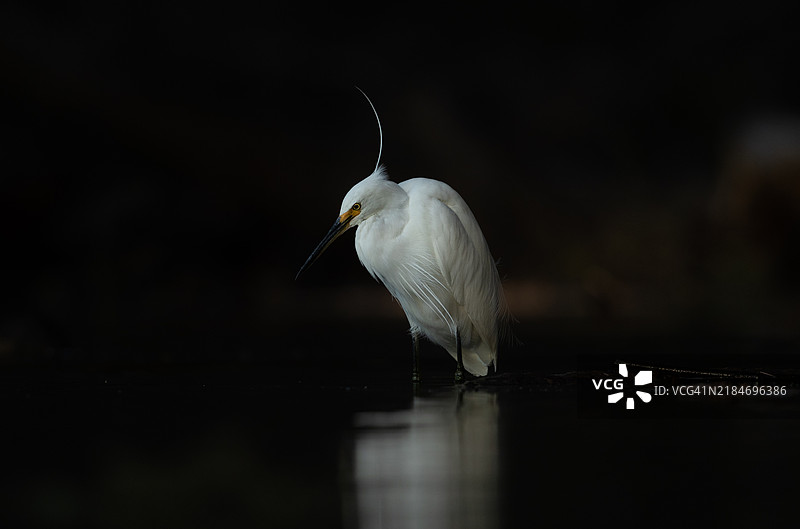 小白鹭图片素材