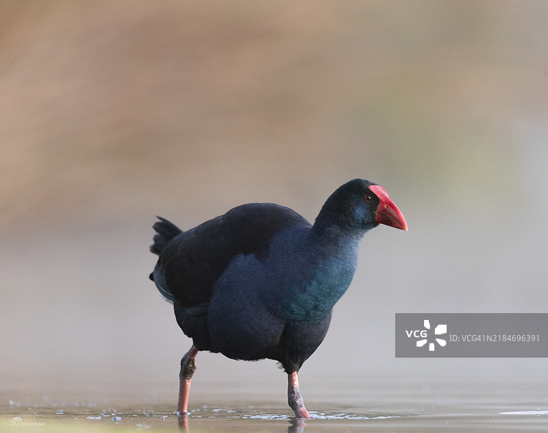 紫水鸡图片素材