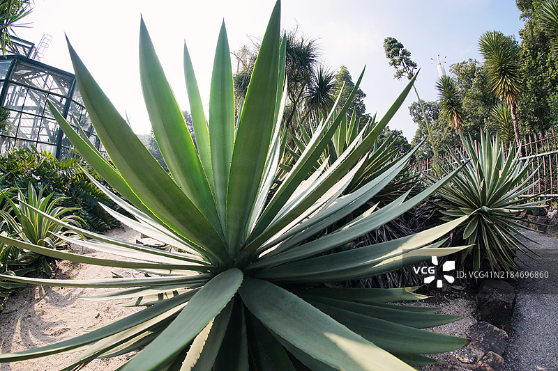 龙舌兰，南方植物园，广州图片素材