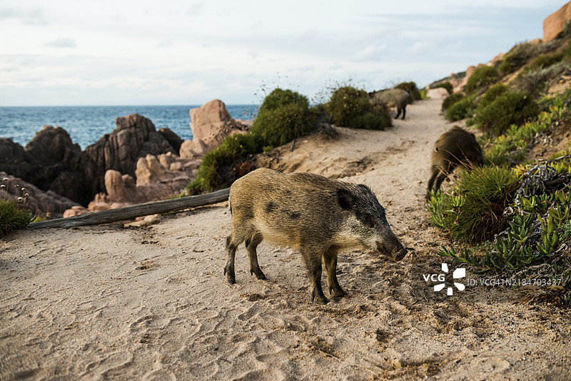 海边徒步小径上的野猪，意大利撒丁岛，天堂海岸，欧洲图片素材