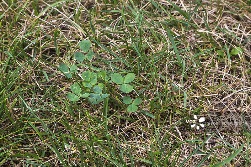 从上方和特写镜头展示生长在受损的草地上的白三叶草（Trifolium repens）和肯塔基蓝草（Poa pratensis），拍摄于夏季的加拿大魁北克，北美。图片素材