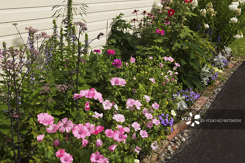 夏季在加拿大魁北克的前院花园中，红色矩形砖边混合花坛里的Lavatera 'Twins Hot Pink'（锦葵）、Ageratum houstonianum 'Aloha Blue'（绣球花）、百日草和红色的Alcea rosea（蜀葵）。图片素材