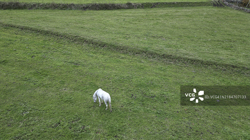 一匹孤独的马站在宁静的绿色田野中，突显出孤独感。图片素材