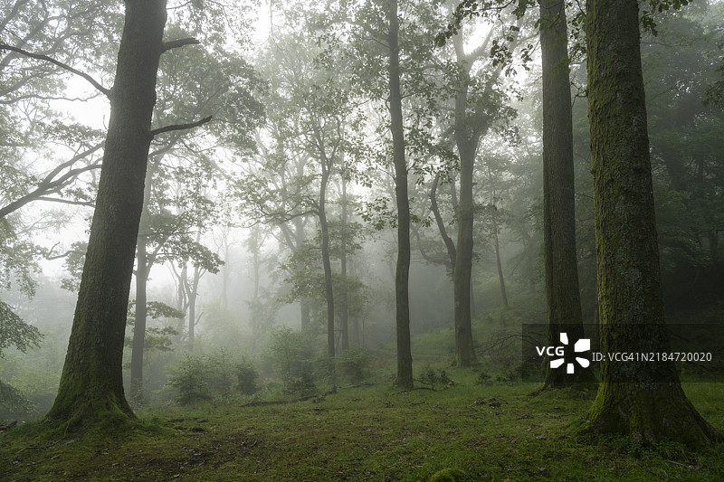 英格兰坎布里亚湖区森林中的晨雾图片素材