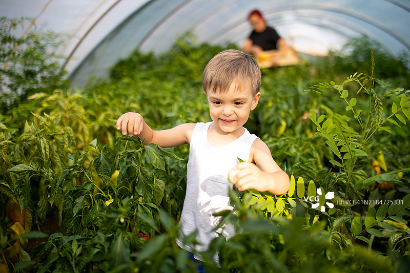 祖母和孙子在温室里一起采摘蔬菜图片素材