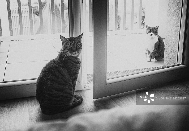 两只虎斑猫图片素材