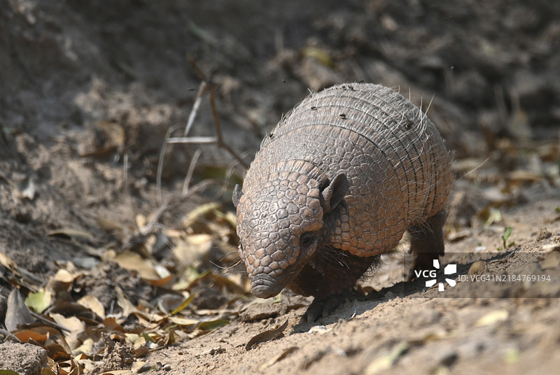 六带犰狳（Euphractus sexcinctus）在巴拉圭查科的自然环境中穿过干燥的落叶和土壤图片素材
