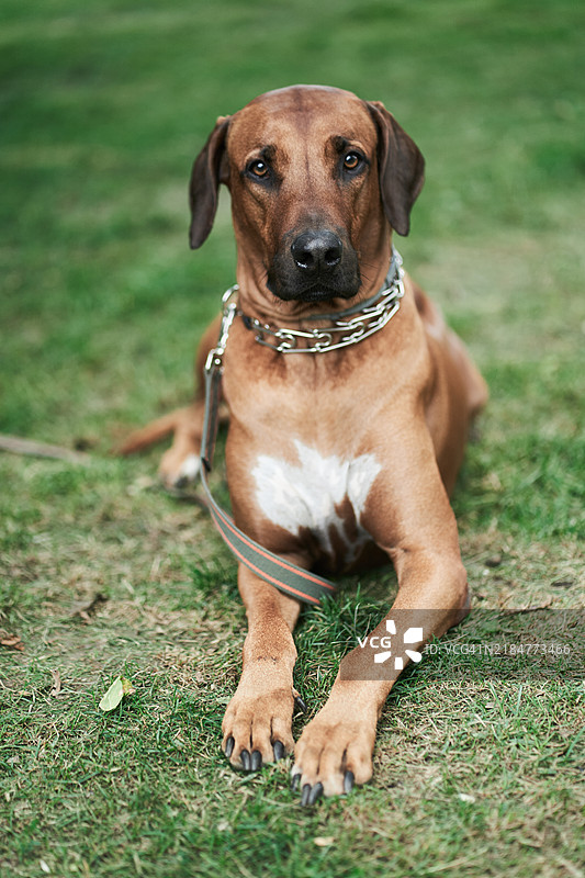 一只罗德西亚背犬正躺在公园的草坪上。图片素材