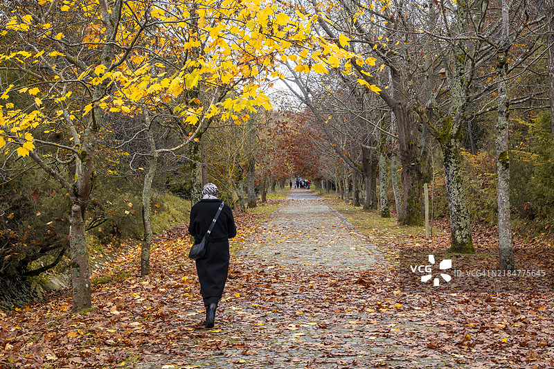 土耳其伊斯坦布尔的贝尔格莱德森林秋季景色图片素材