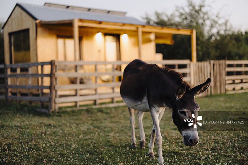 家庭驴场图片素材