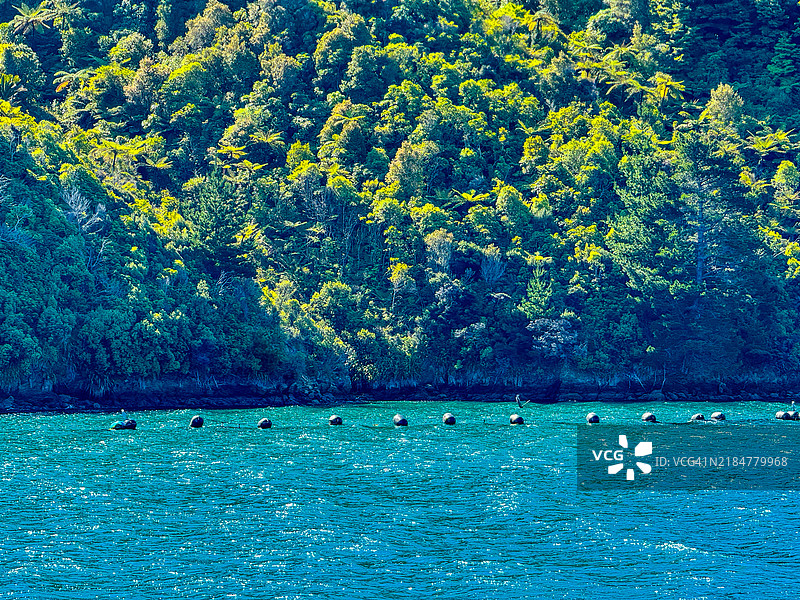 在皮克顿附近的马尔堡海峡中一系列黑色浮筒图片素材