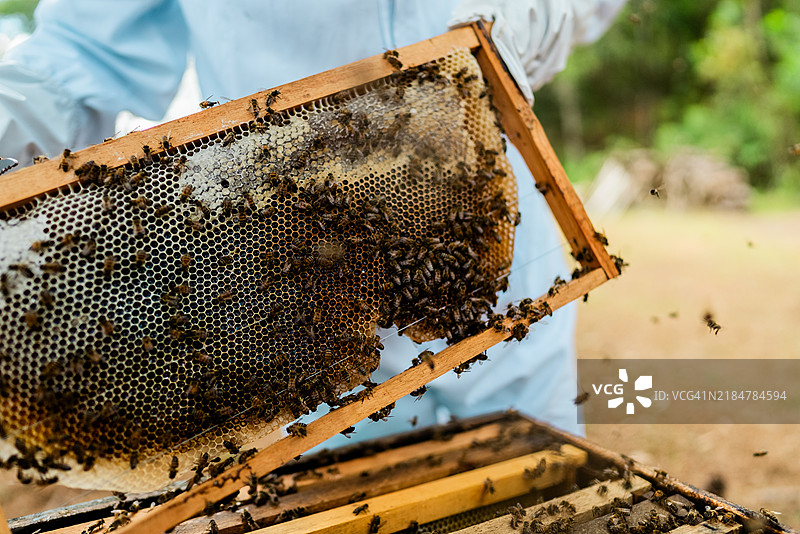 养蜂人正在蜜蜂养殖场工作的特写镜头图片素材