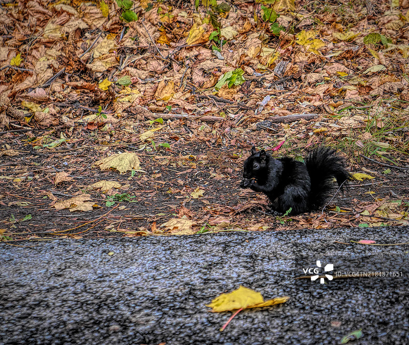 加拿大渥太华的秋天松鼠图片素材