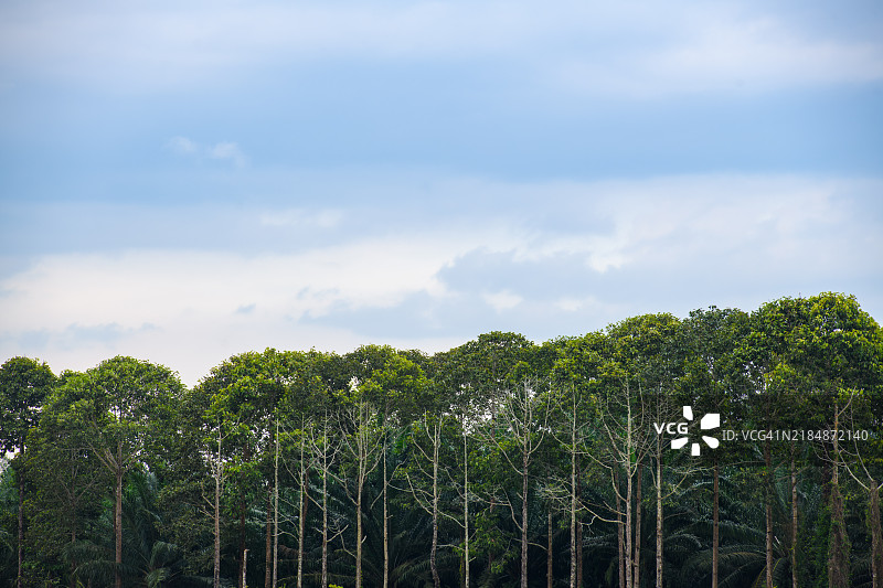 橡胶树图片素材