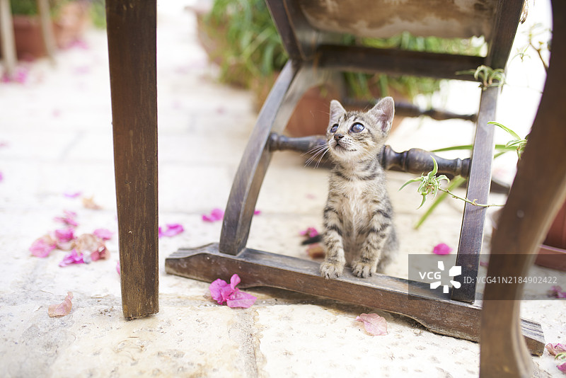 一只小猫在户外一把旧椅子下的特写镜头图片素材