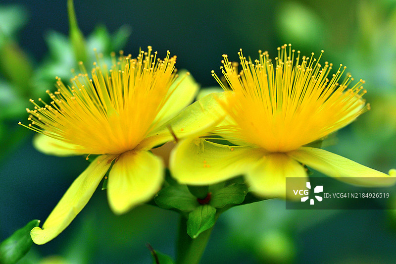 繁茂的贯众 / 灌木状圣约翰草：明亮的黄色花朵与放射状的雄蕊图片素材