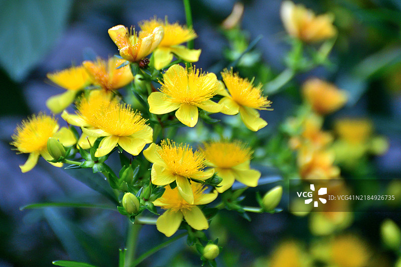 繁茂贯叶连翘：明亮的黄色花朵与放射状的雄蕊图片素材