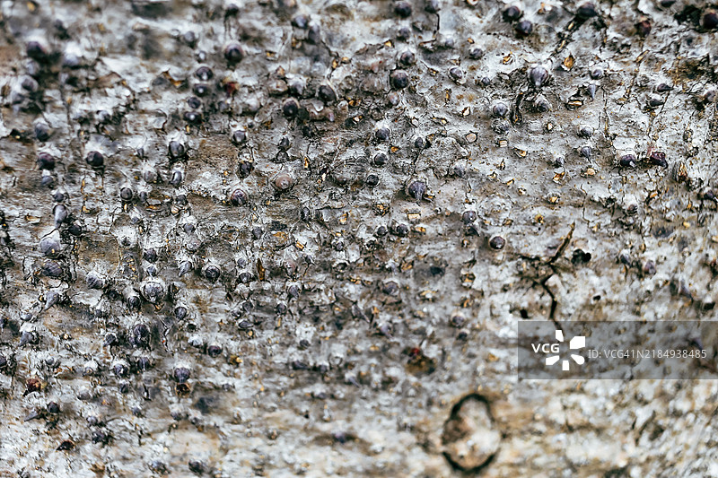 来自越南中部的热带沙箱树Hura crepitans的抽象背景图片素材