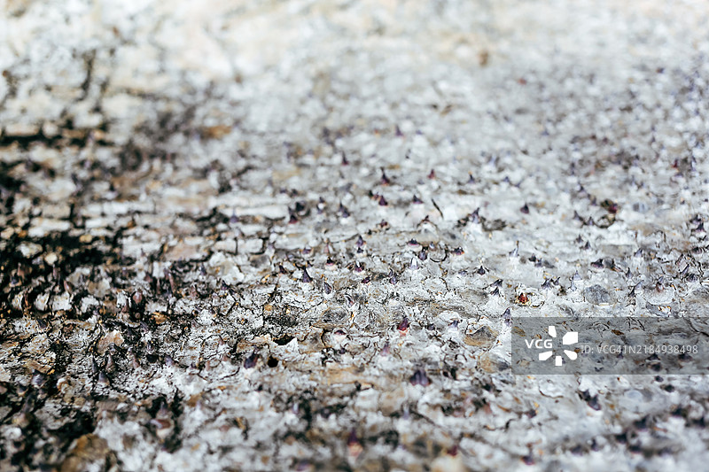 来自越南中部的热带沙箱树Hura crepitans的抽象背景图片素材