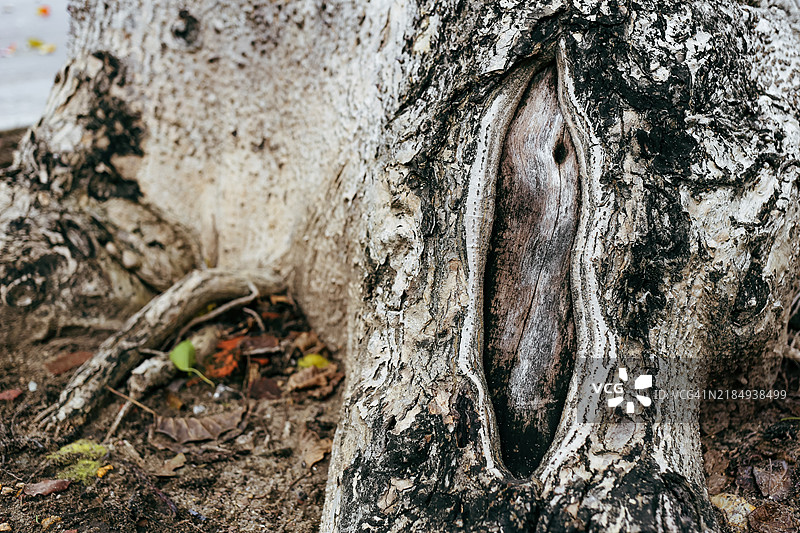 来自越南中部的热带沙箱树Hura crepitans的抽象背景图片素材