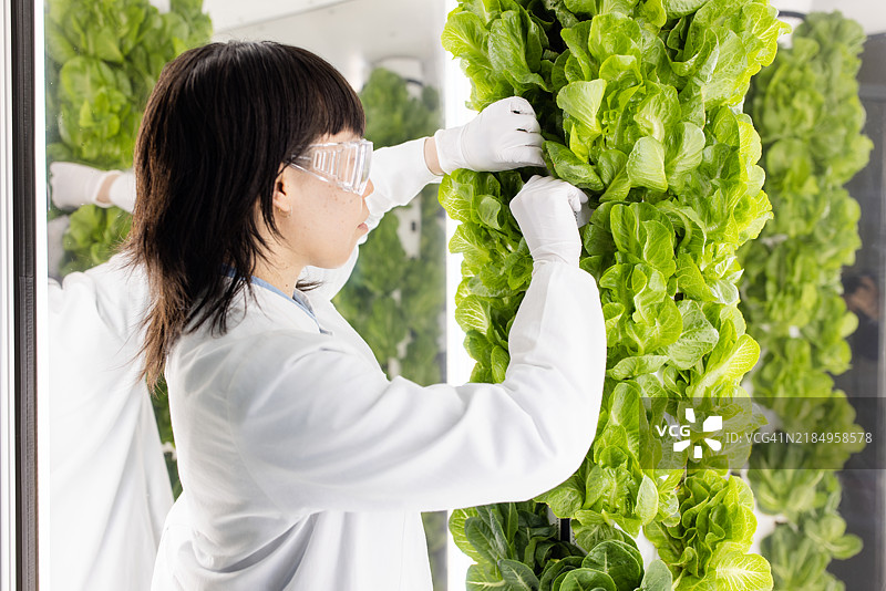 农业专家在农场设施中检查种植生菜的垂直气雾栽培塔图片素材