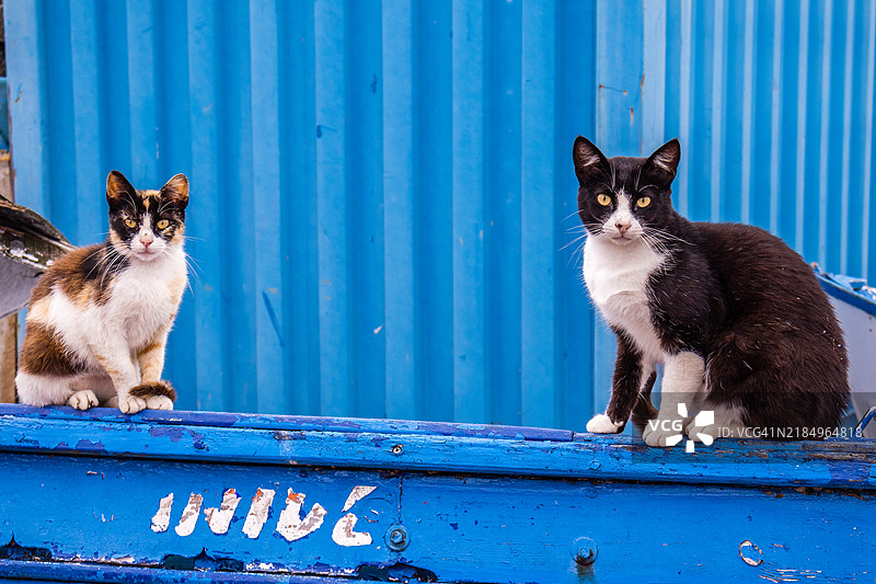 猫咪在小船上休息图片素材