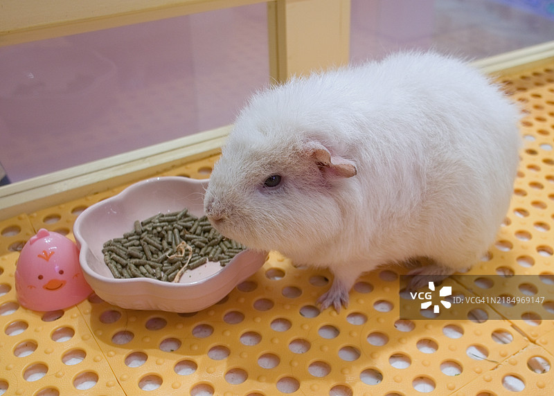 高角度视图的桌子上的羊图片素材