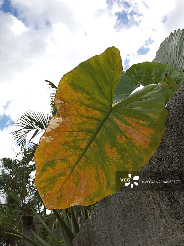 树上枫叶的特写，背景是天空图片素材