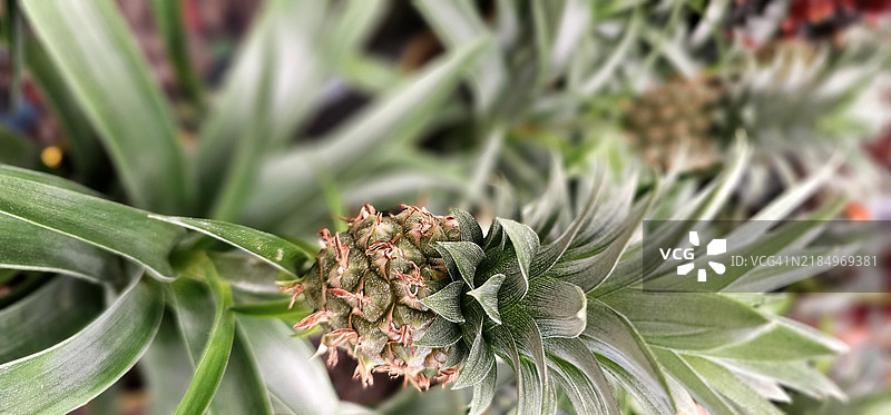 带果实的菠萝植物图片素材